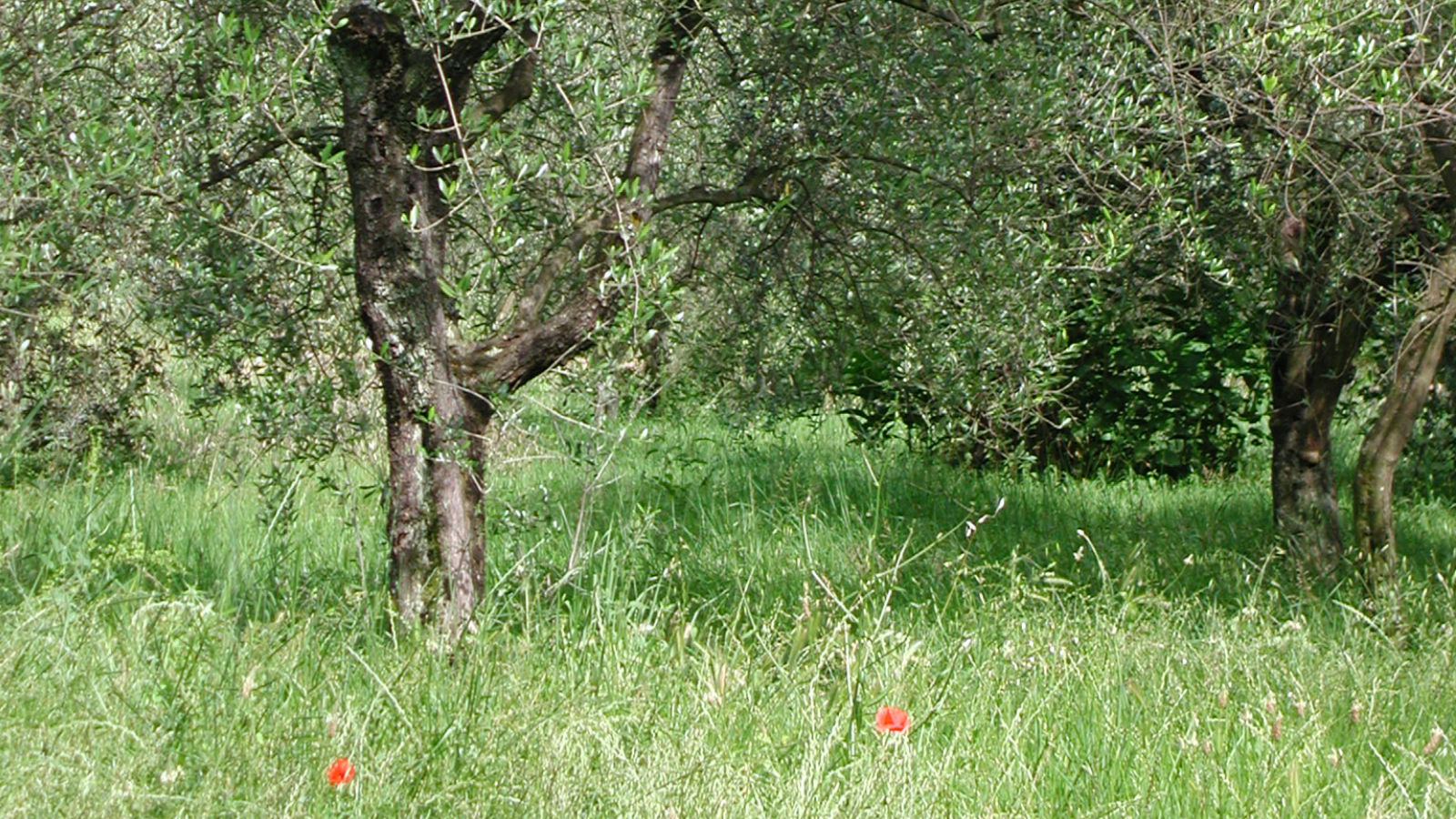 Ulivi di Pieve a Elici